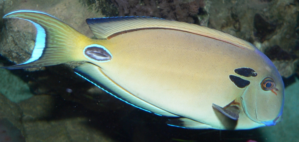 Acanthurus tennentii Günther, 1861